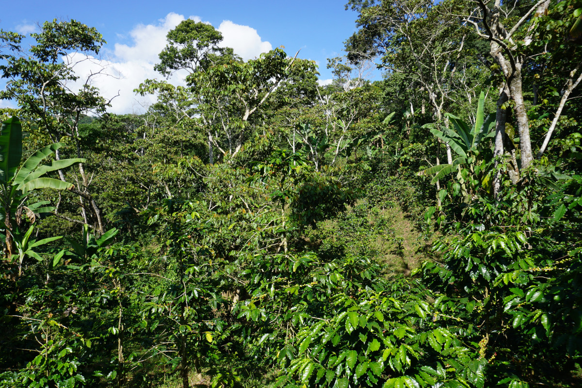 Typischer Anbau von Arabica-Kaffee im Bergland unter Schattenbumen